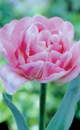 Tulip 'Foxtrot'