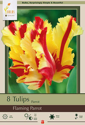 Tulip 'Flaming Parrot'