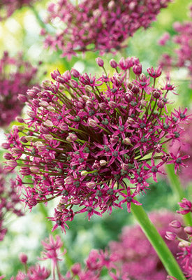 Allium 'Magic'