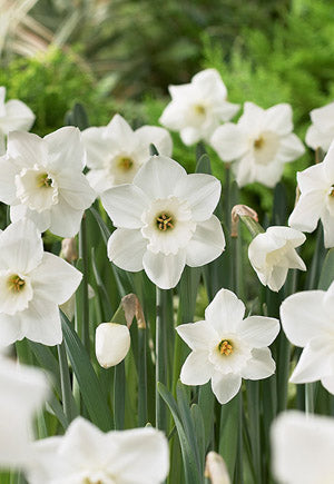 Daffodil Narcissus Large Cupped 'Stainless'