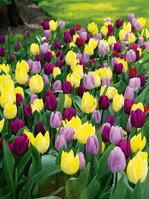 Blends of Beauty Tulip 'Royal Prince Blend'