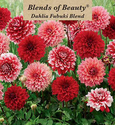 Blends of Beauty Dahlia Fimbriata 'Fubuki Blend'