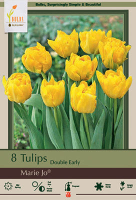 Tulip 'Marie Jo'