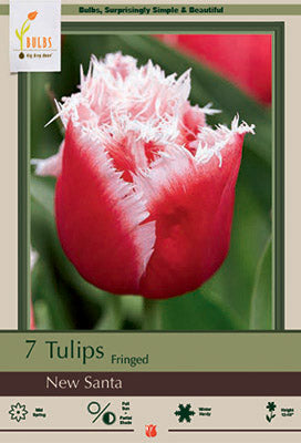 Tulip 'New Santa'