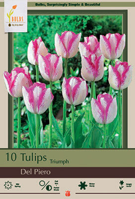 Tulip 'Del Piero'