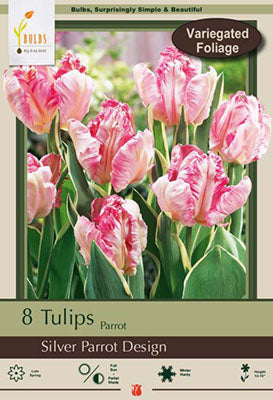 Tulip 'Silver Parrot'