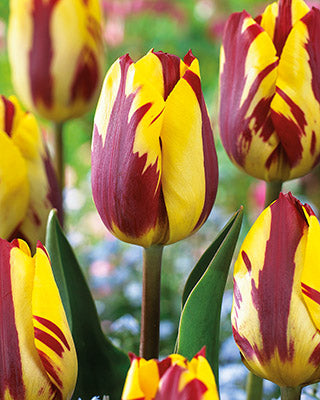Tulip 'Helmar'