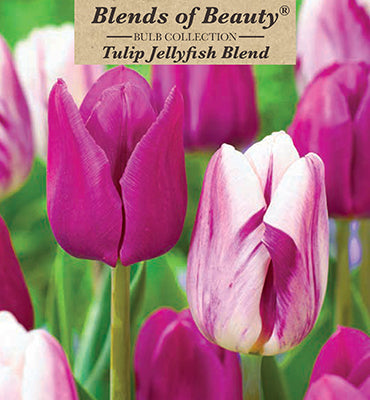Blends of Beauty Tulip 'Jellyfish Mixture'