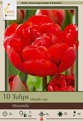 Tulip 'Miranda'