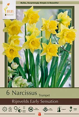 Daffodil Narcissus Trumpet 'Rijnveld's Early Sensation'