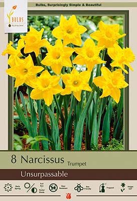 Daffodil Narcissus Trumpet 'Unsurpassable'