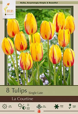 Tulip 'La Courtine'