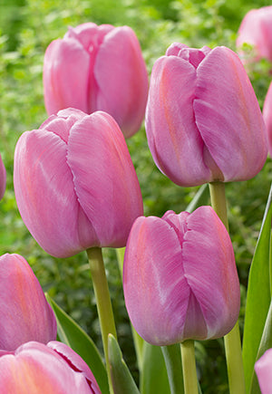 Tulip 'Purple Pride'