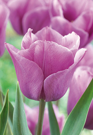 Tulip 'Violet Beauty''