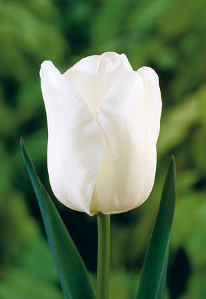 Tulip 'Catherina'