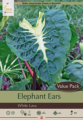 Elephant Ear 'White Lava'
