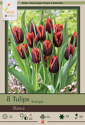 Tulip 'Slawa'