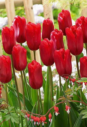 Tulip 'Ariel'