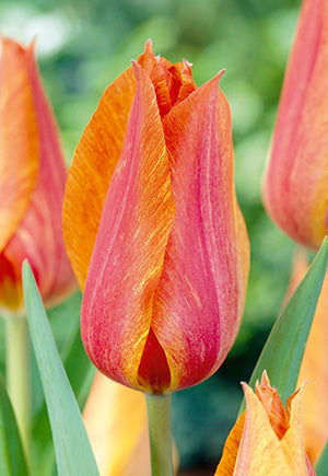 Tulip 'El Nino'