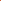 Tulip 'Orange Juice'