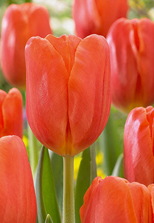 Tulip 'Orange Juice'