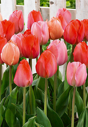 Blends of Beauty Tulip 'Pride Blend'