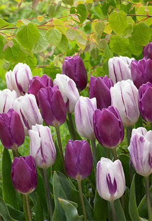 Blends of Beauty Tulip 'Purple Blend'