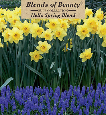 Blends of Beauty 'Hello Spring Mixture'
