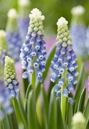 Muscari 'Julia'