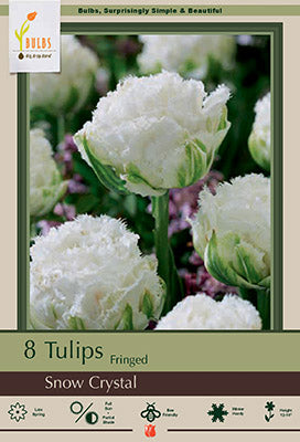 Tulip 'Snow Crystal'