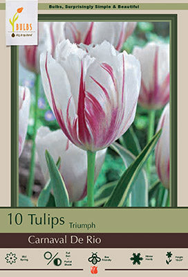Tulip 'Carnaval de Rio'
