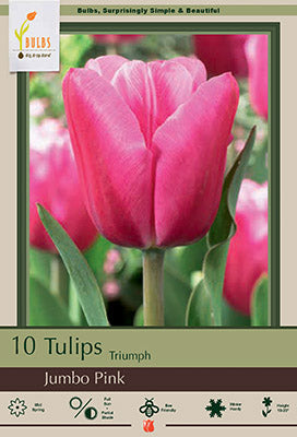 Tulip 'Jumbo Pink'