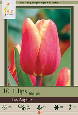Tulip 'Los Angeles'