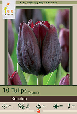 Tulip 'Ronaldo'