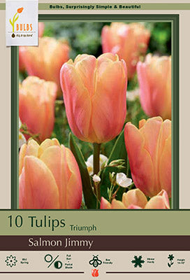 Tulip 'Salmon Jimmy'