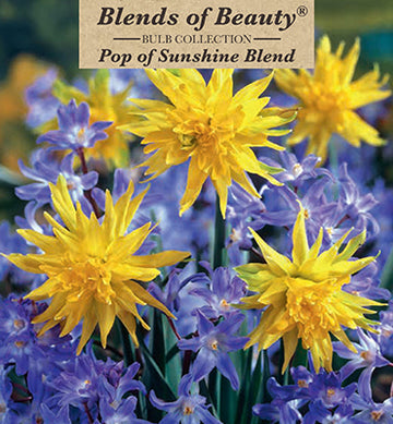 Blends of Beauty Narcissus & Chionodoxa 'Pop of Sunshine Blend'