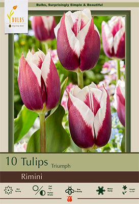 Tulip 'Rimini'