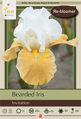 Iris germanica 'Invitation'