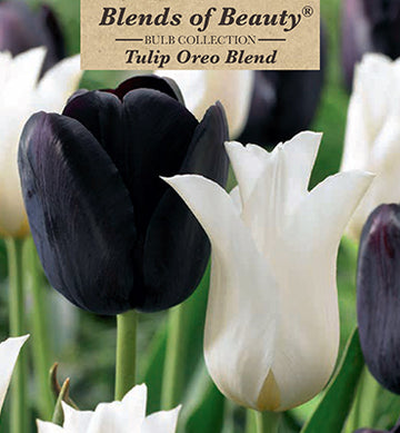 Blends of Beauty Tulip 'Oreo Blend'