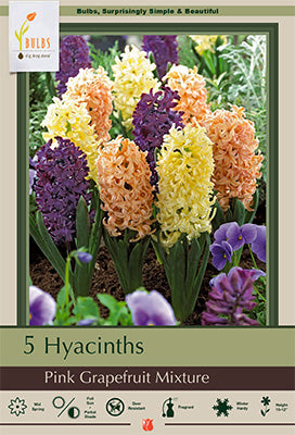 Hyacinth orientalis 'Pink Grapefruit Mixture'