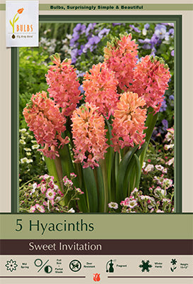 Hyacinth orientalis 'Sweet Invitation'
