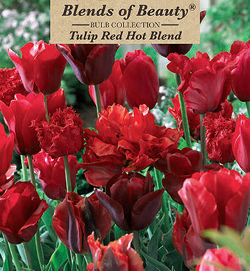 Blends of Beauty Tulip 'Red Hot' Blend
