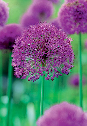 Allium 'Purple Sensation'