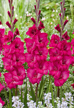 Gladiolus Large Flowering 'Natan'