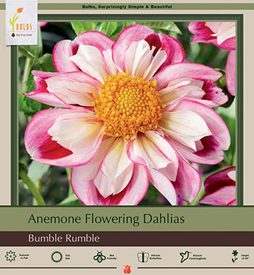 Dahlia Anemone Flowering 'Bumble Rumble'