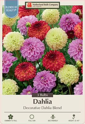 Blends of Beauty Dahlia Decorative 'DahlIa Blend'