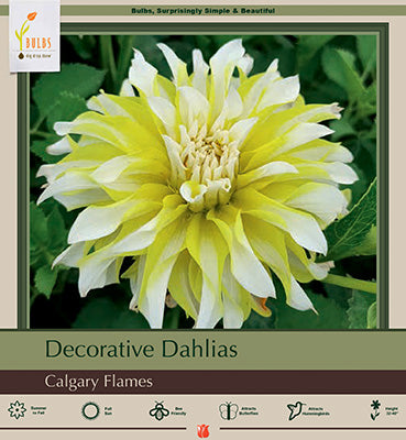 Dahlia Decorative 'Calgary Flames'