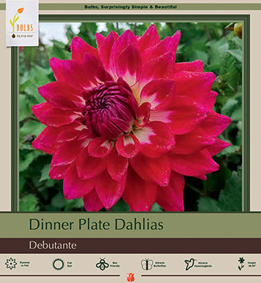 Dahlia Decorative 'Debutante'