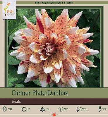Dahlia Dinner Plate 'Mats'