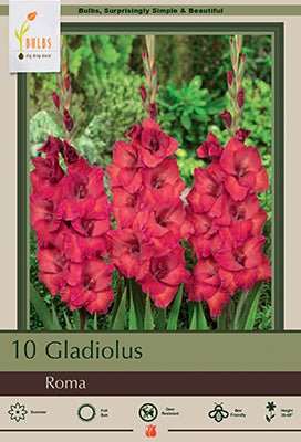 Gladiolus Large Flowering 'Roma'